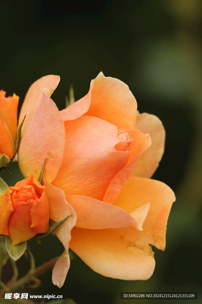 橙色玫瑰花