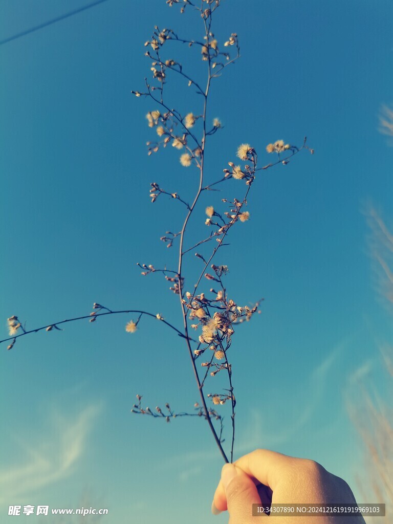 植物 
