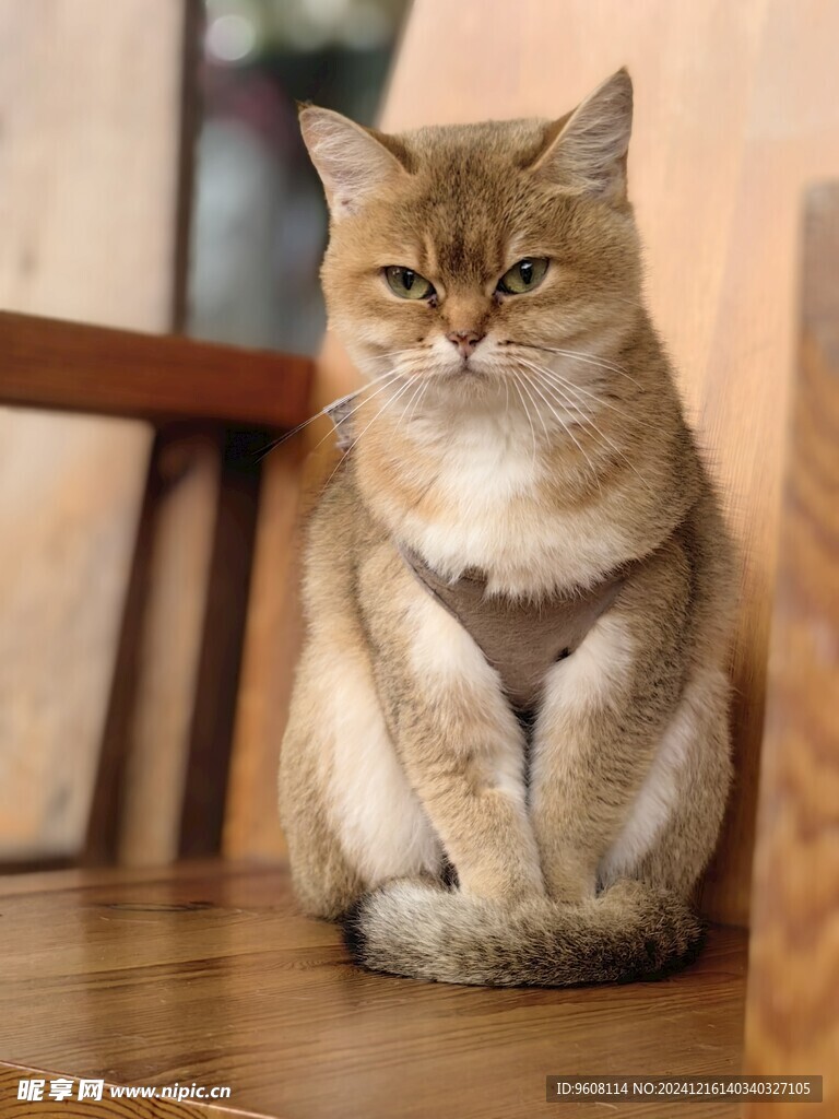 貓