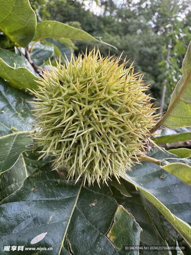 板栗