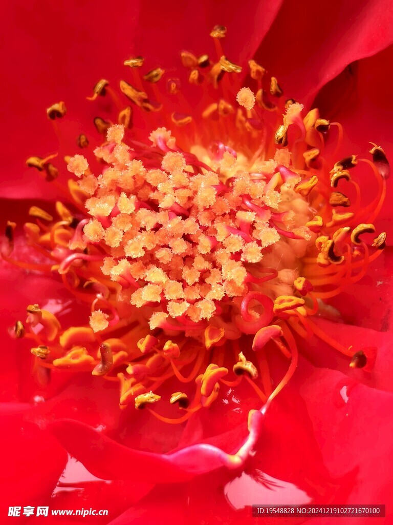 花蕊