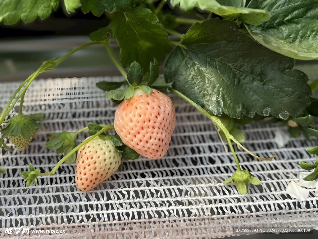 草莓栽培