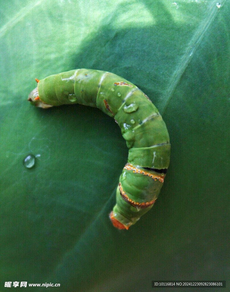 綠色昆蟲