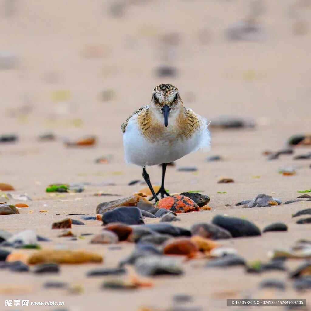 鷸鳥(niǎo)