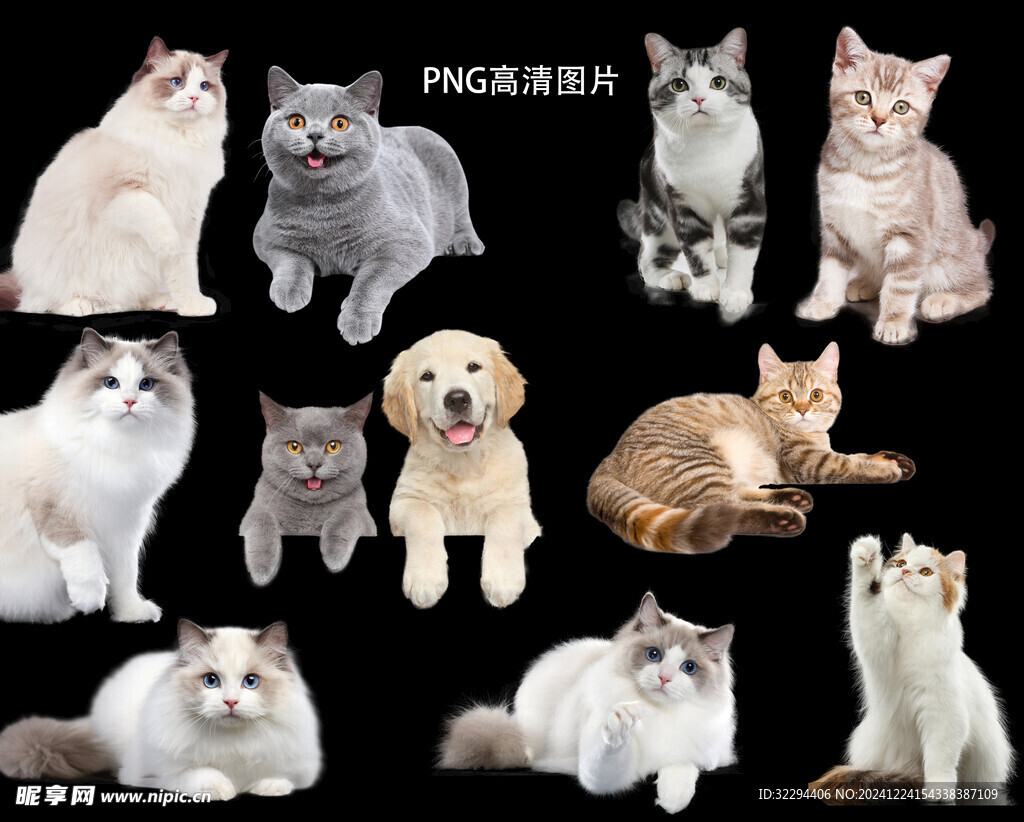 貓咪