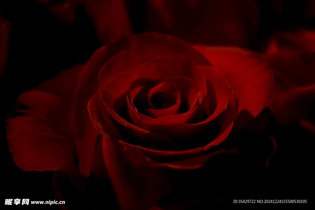 玫瑰花