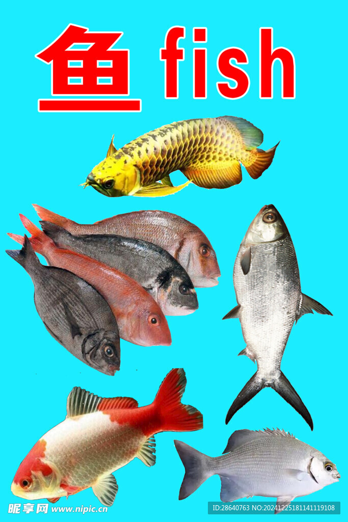 魚