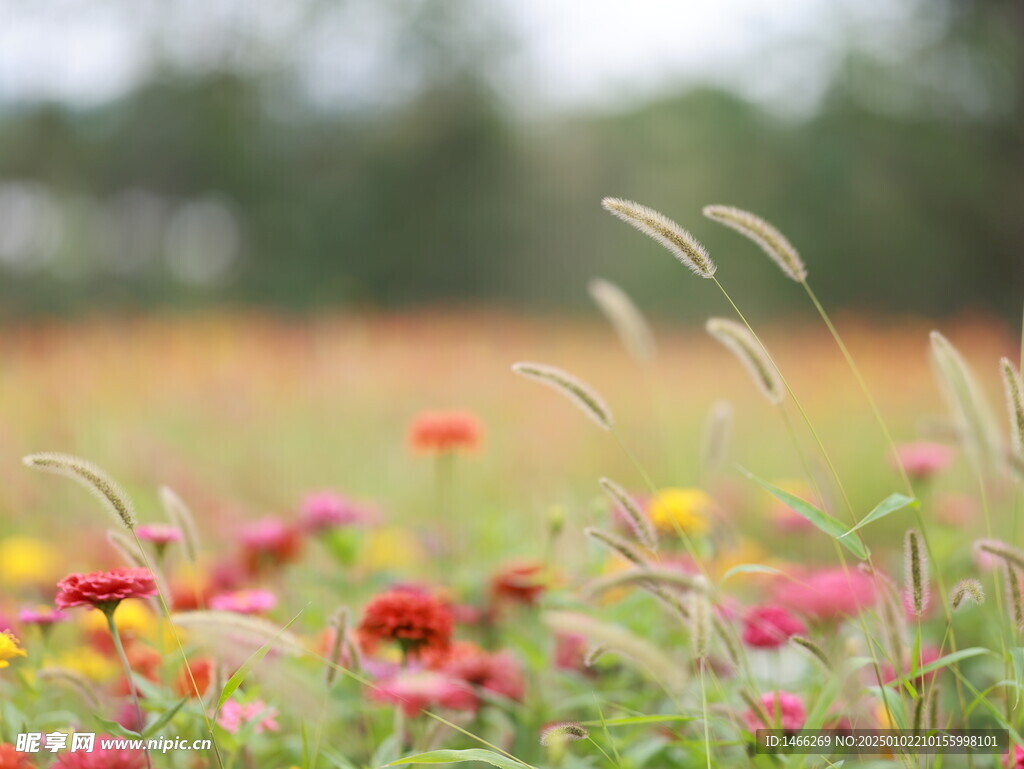 花背景