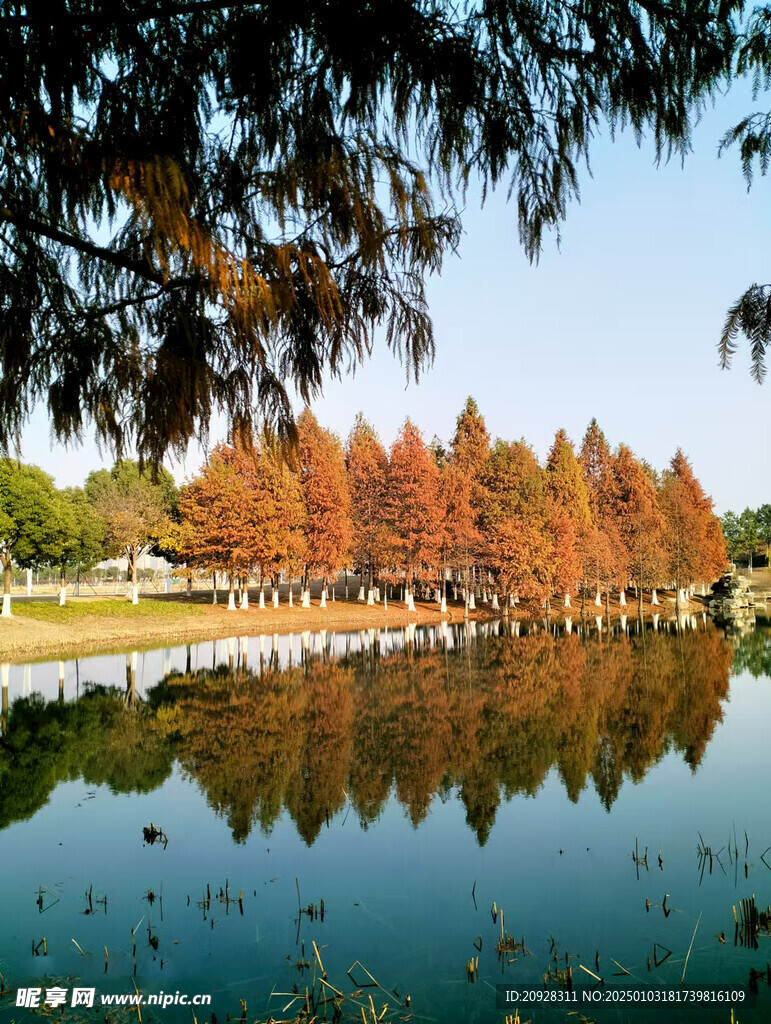 杉