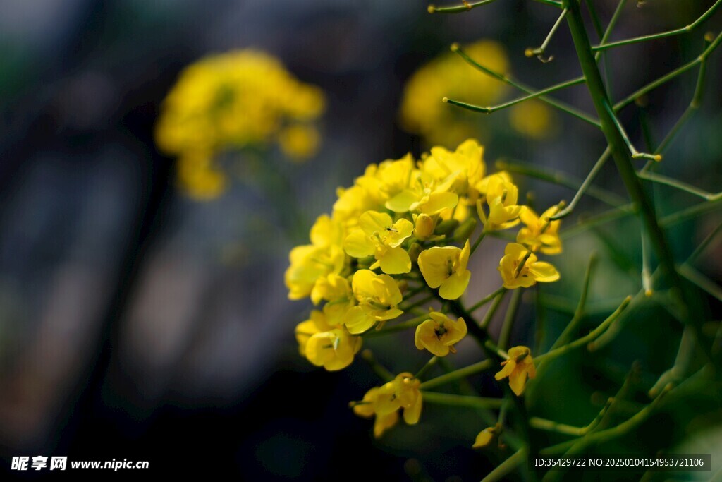 油菜花
