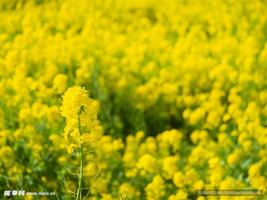 油菜花