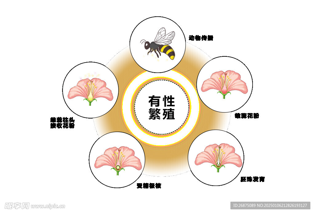 有性繁殖