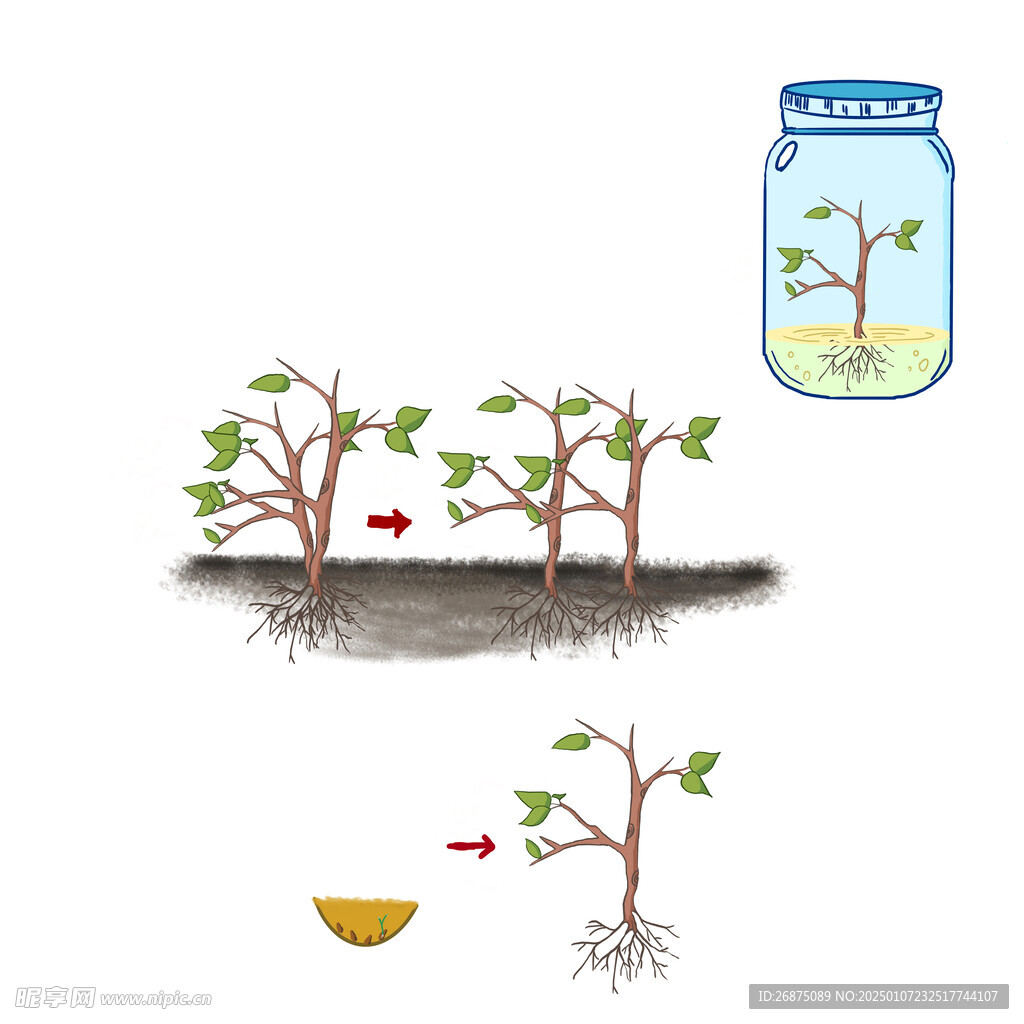 花卉插畫設計