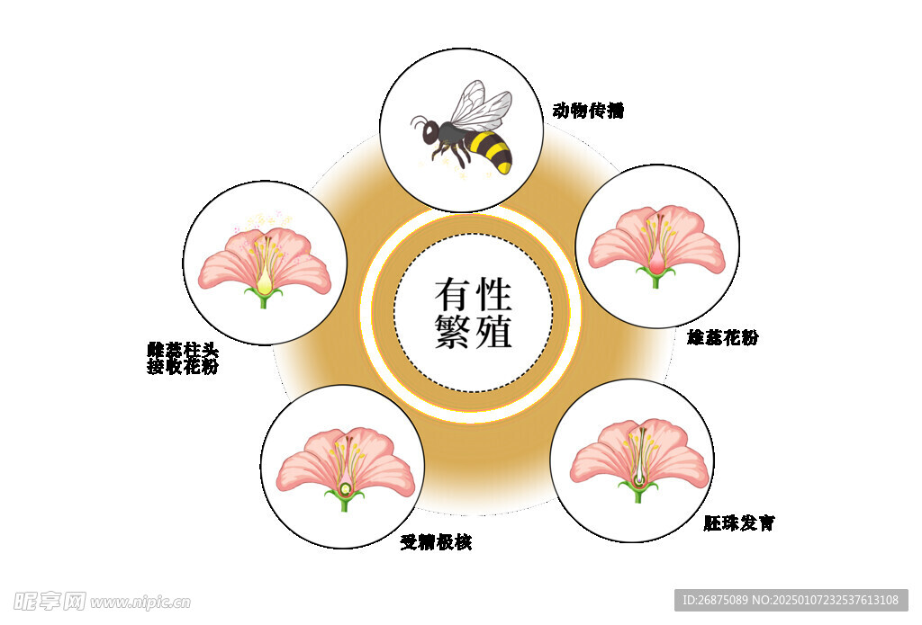 花卉插畫設計