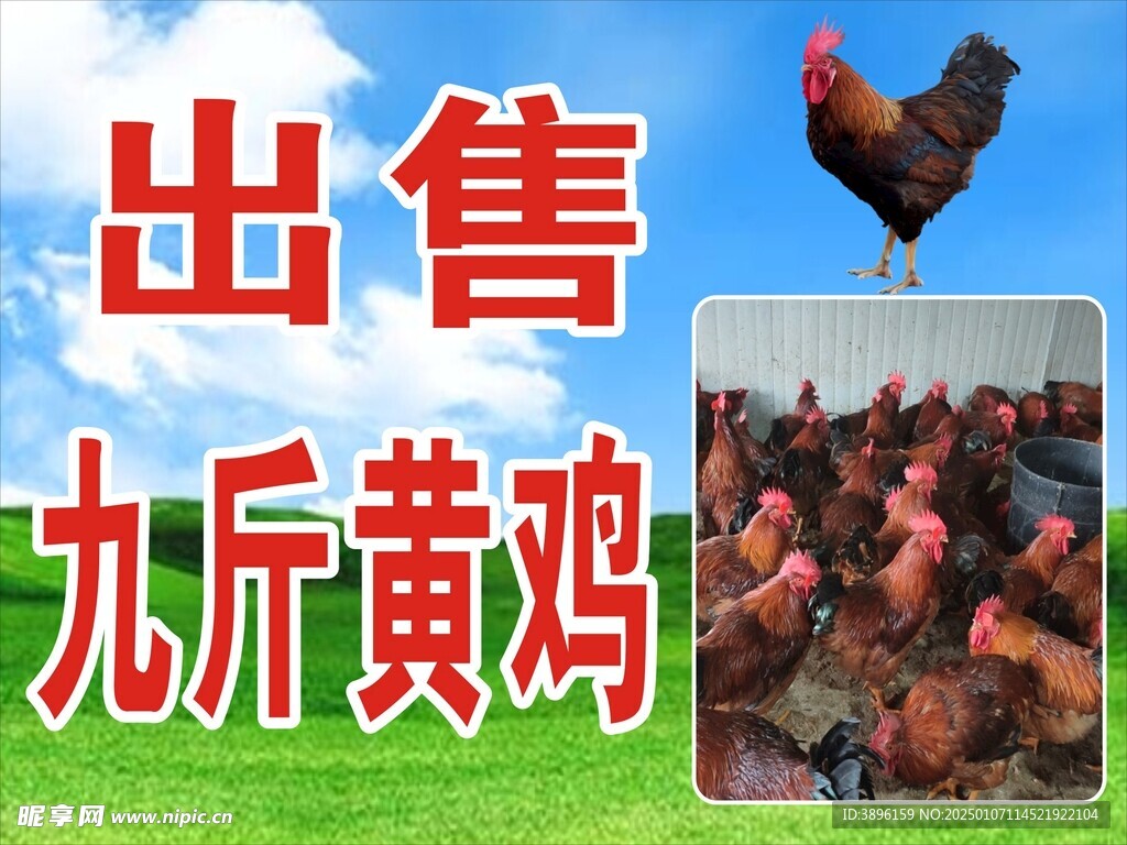 出售九斤黃雞