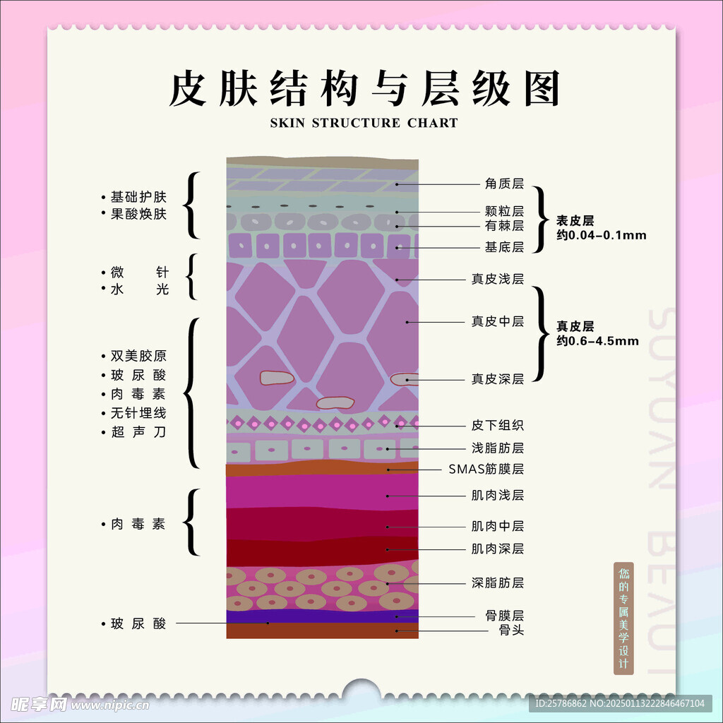皮膚結構圖