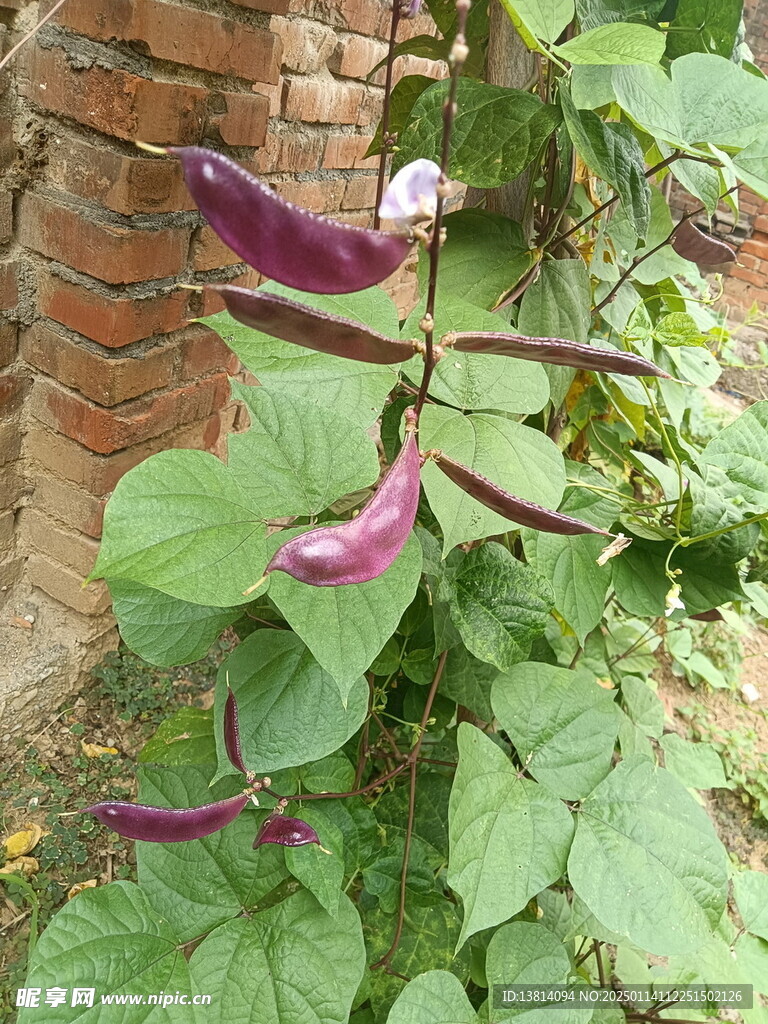 紫豆角