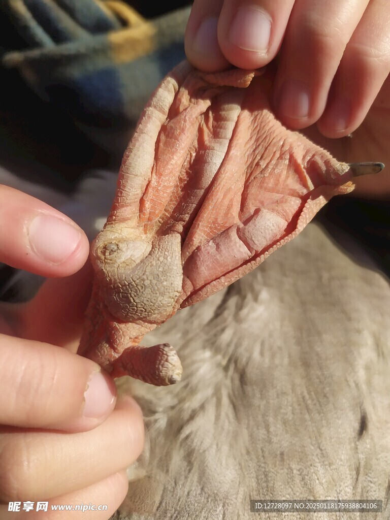鴨蹼 