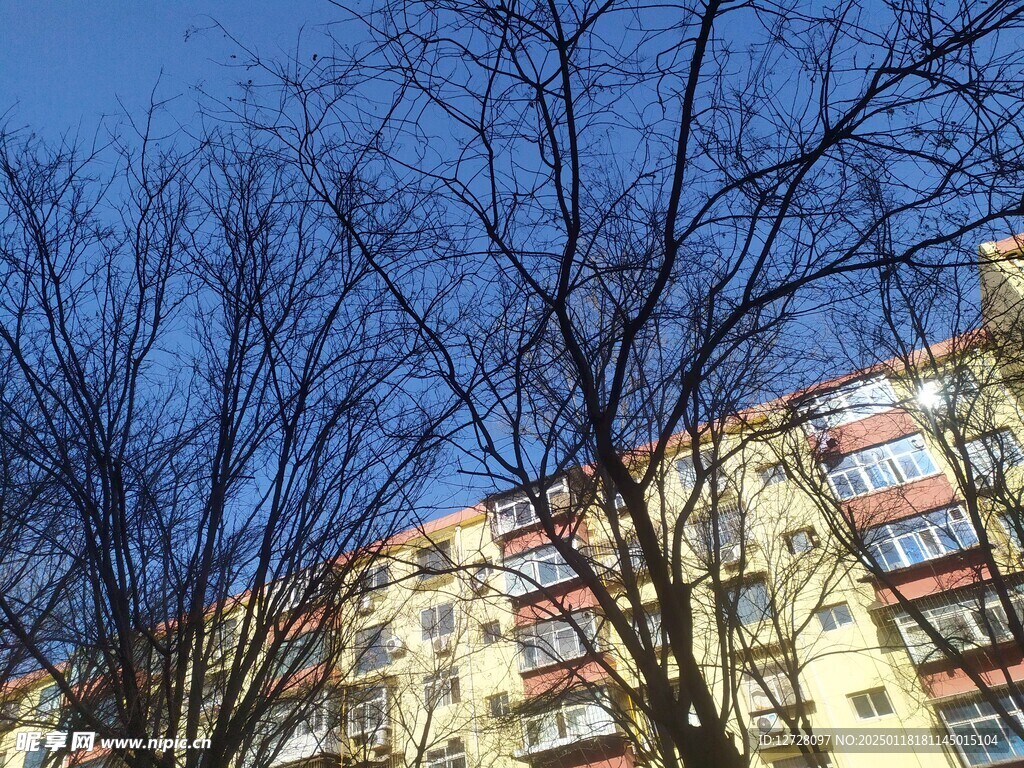 樹木剪影 