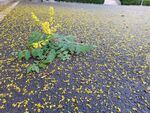 繁花飄落地上
