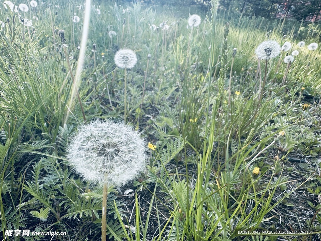 蒲公英