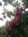 玫瑰花