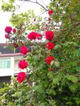 玫瑰花