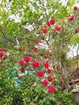 月季花