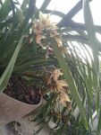 蘭花