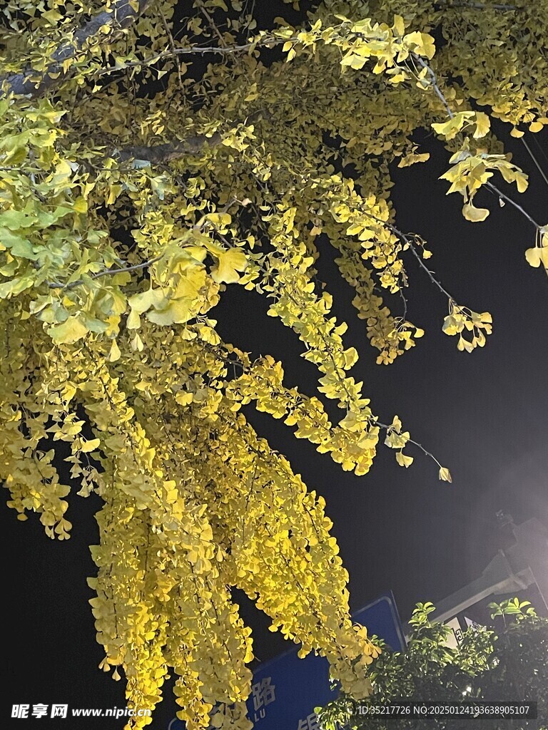 月光下銀杏