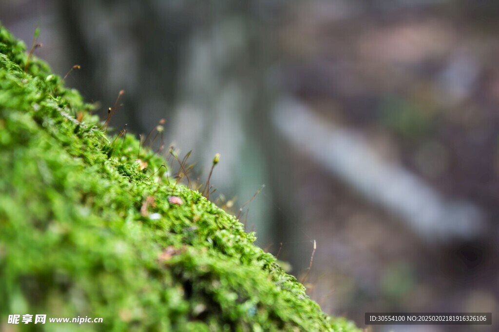 青苔圖片