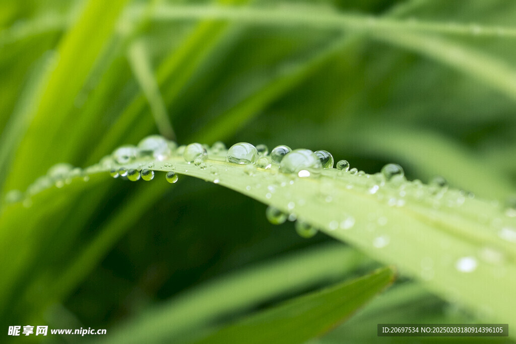植物上的雨滴