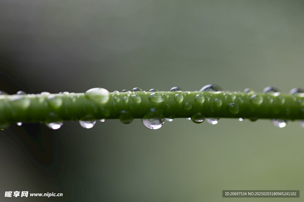 植物上的雨滴