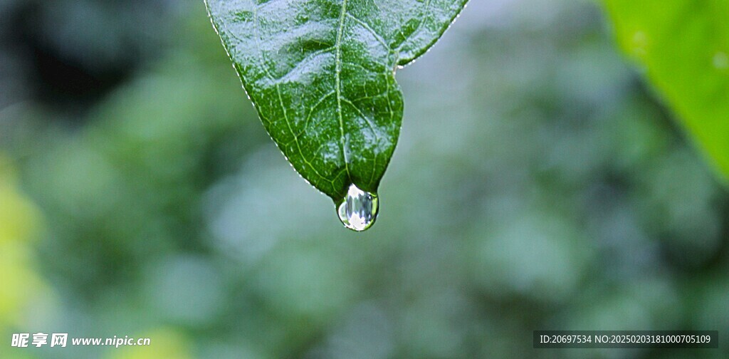 葉子與雨滴