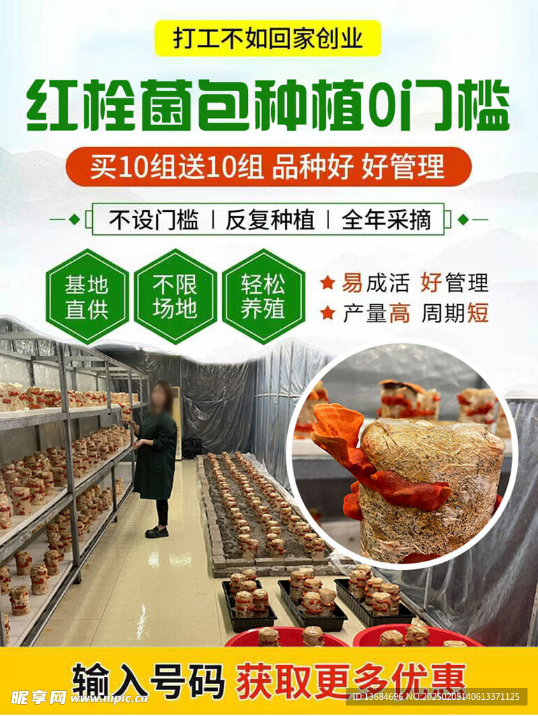 紅栓菌
