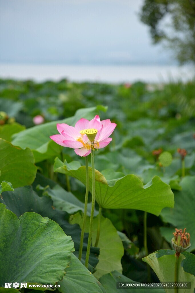 西昌濕地公園荷花