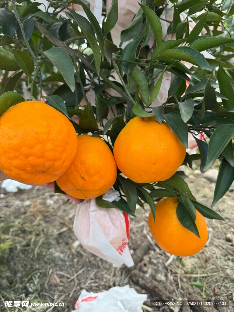 春見耙耙柑