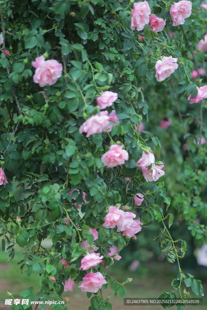 薔薇
