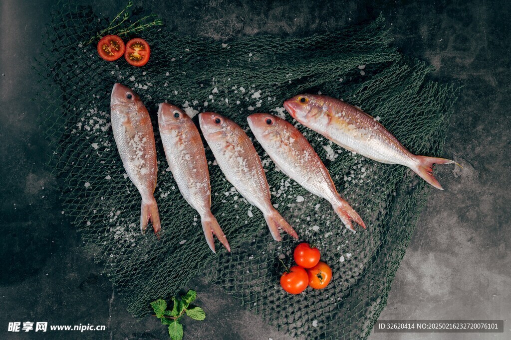 紅杉魚 金線魚 