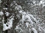 雪松