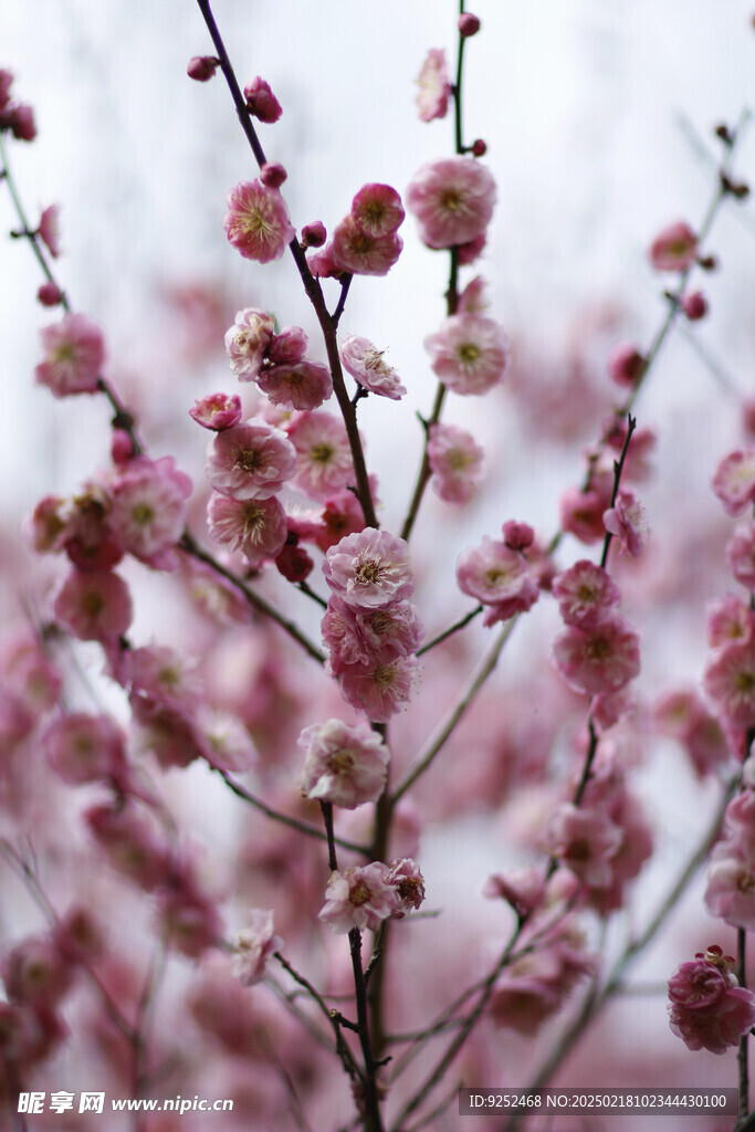 梅花樹 