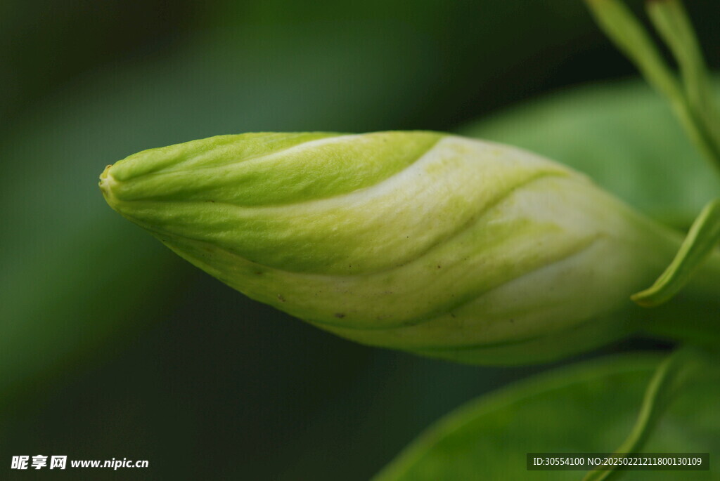 梔子花圖片