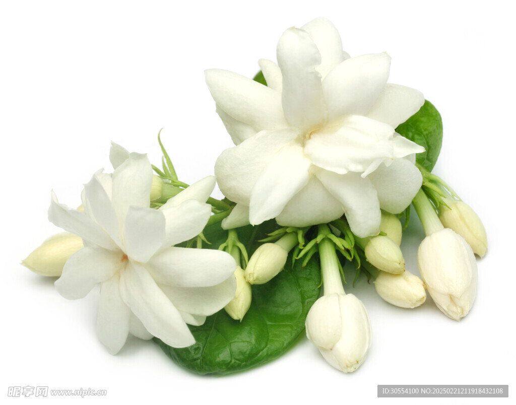 梔子花圖片
