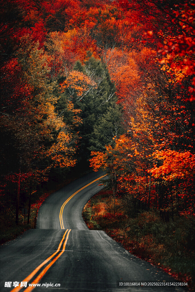 紅葉樹林公路