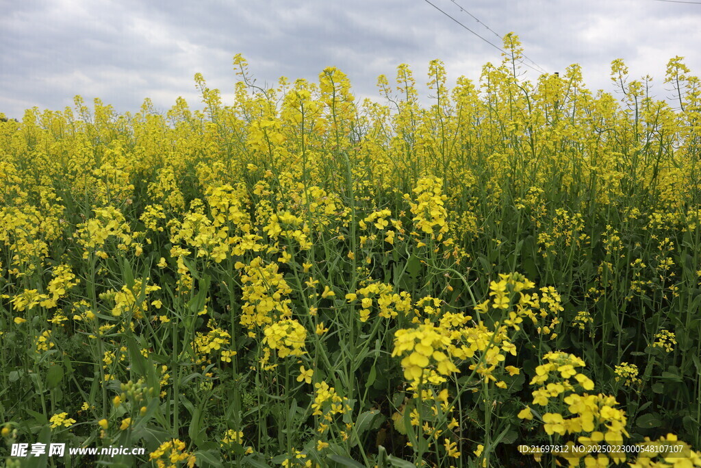 油菜花