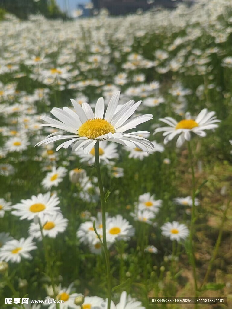 盛開的雛菊