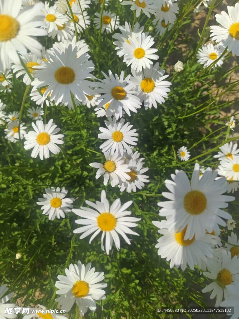 小雛菊