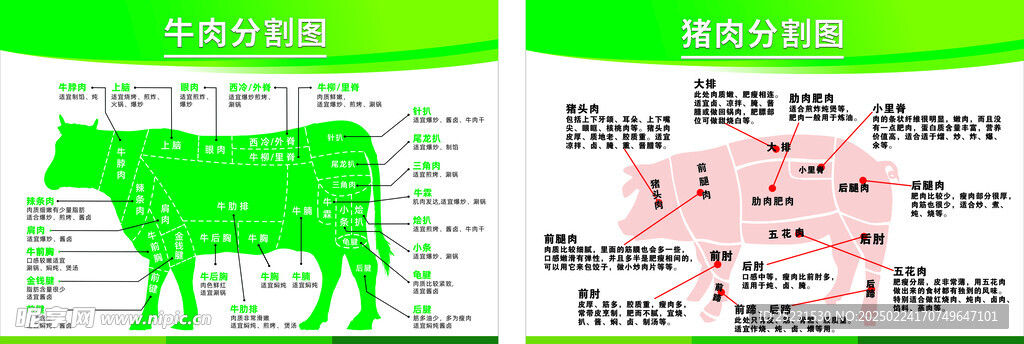 豬肉和牛肉分割圖