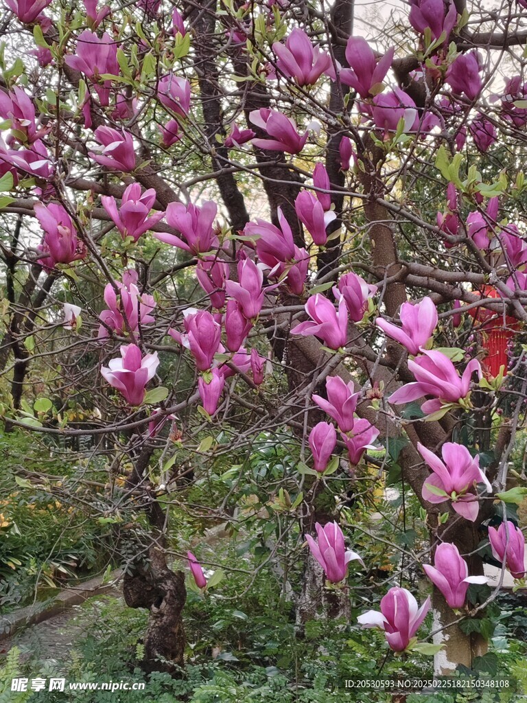 紫色玉蘭花