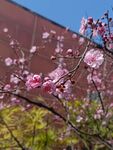 春日梅花